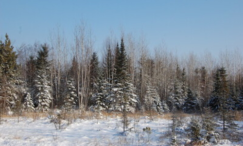 A forest edge in winter.