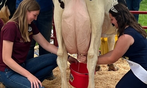 Two people milking a cow while others look on at a county fair.