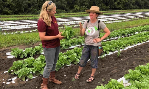 Two people discuss on-farm food safety in a field of edible greens