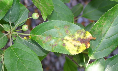 Apple leaf with brown spots and yellow end.