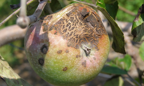 Corky, brown scabs on apple fruit.