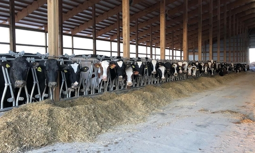 Cows in a barn.