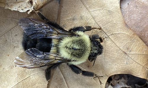 Queen bumble bee on a dried leaf.
