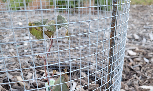 Close up of fencing buried under soil and mulch with small green plant inside.
