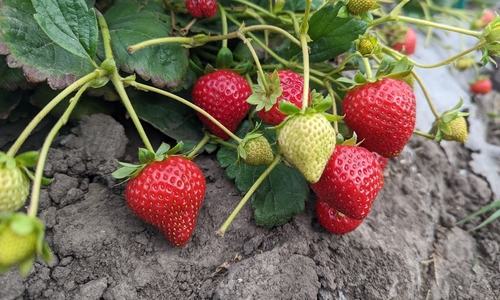Ripe red strawberries in a field.