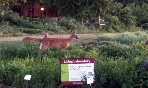Two tan deer in a green wheat field with buildings and a dirt road in the background and a sign in the forefront that says "University of Minnesota Living Laboratory."