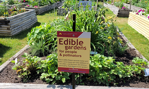 Sign that says Edible gardens for people and pollinators in front of a raised bed garden that’s part of a larger raised bed garden.