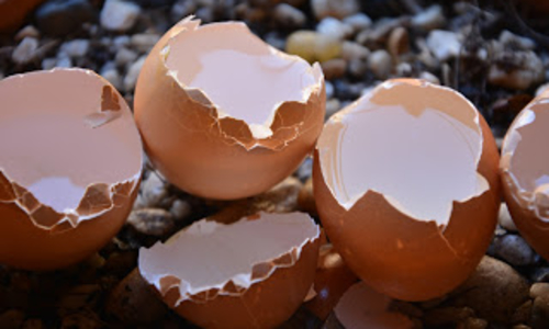 Eggshells sitting on top of a compost pile.