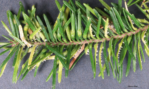 Close up of fir tree needles on branch, some are turning yellow.