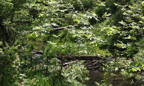 A stream runs through a lush, green woodland