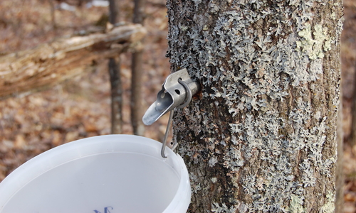 A tap directs sap from a tree into a bucket