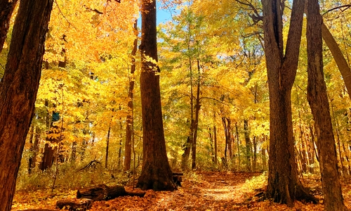 Trees with yellow leaves and piles of leaves on the ground
