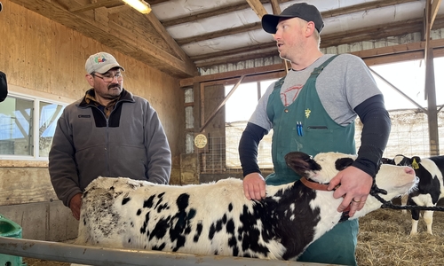 Joe Armstrong in barn overalls holds heifer while talking with Rodrigo in barn