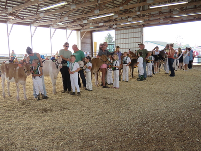 4-H Cloverbud youth showing dairy at the Meeker County Fair