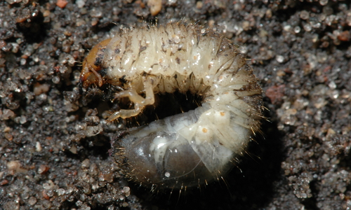 Japanese beetle grub curled up on top of soil.