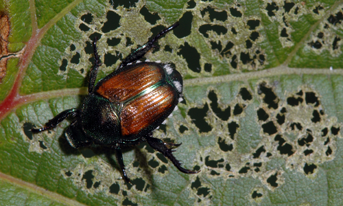 Japanese Beetle adult feeding on leaf