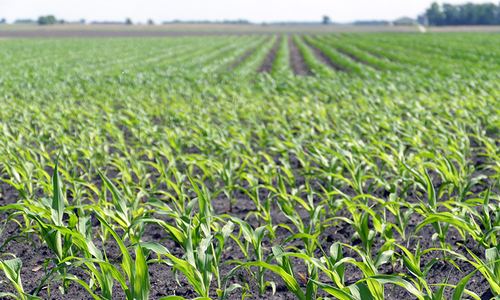 A field of corn in June.
