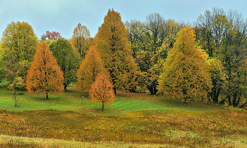 Linden trees with yellow leaves on an open landscape with more trees in the background.