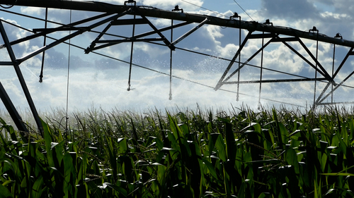 Top irrigation in corn field.