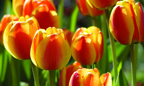 Red and yellow tulips.