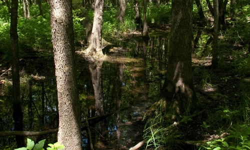 A floodplain forest