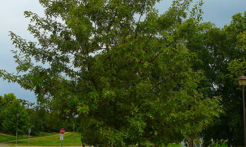 Young oak tree in a landscape near a paved driveway.