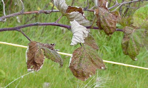 Raspberry leaf spot | UMN Extension