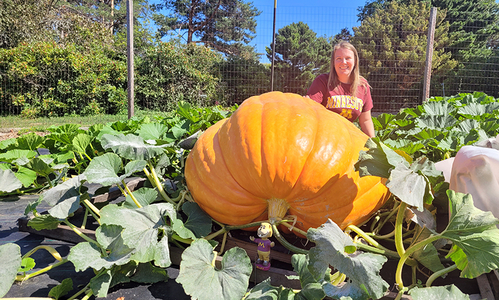 Woman in a maroon shirt sitting behind a giant orange pumpkin on a wood pallet and surrounded by dark green leafy vines with a fence and shrubs in the background.