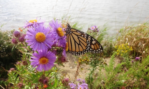 Monarch butterfly sitting on a purple wild flower. 