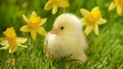 Newly hatched chick in grass and flowers