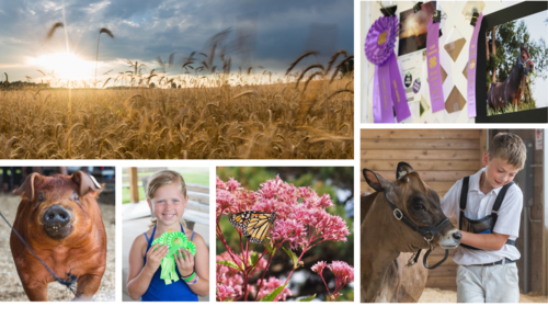 wheat field at sunset, show pig, girl with ribbons, boy with cow, butterfly on flowers, pictures with ribbons
