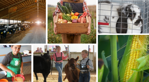 Photo collage: dairy cattle in barn, person holding a crate of veggies, rabbit in cage, boy cooking, girls showing cattle, ear of field corn. 
