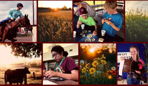 wheat field, cow in pasture, corn field, wildflowers, 4-H members working on projects