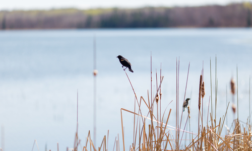 A black bird perched on a blade of prairie grass by a lake. 