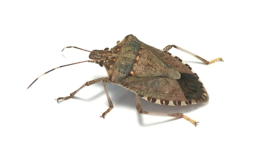 An adult brown marmorated stink bug on a white background.