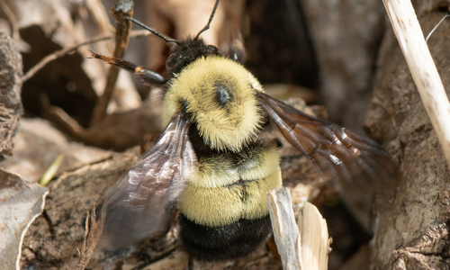 Rusty patched bumble bee making a nest in brush.