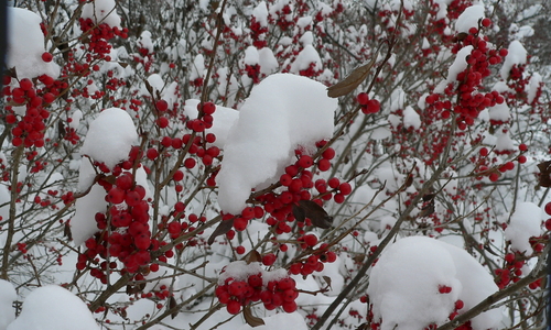 Fruit of “Afterglow” winterberry covered in snow.