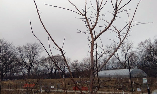 Young, bare apple tree.