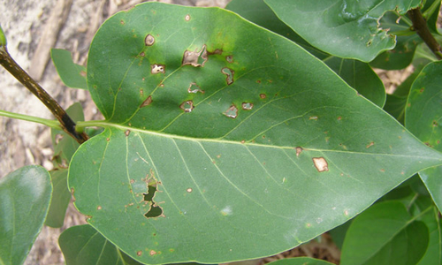Leaf spot diseases of trees and shrubs | UMN Extension