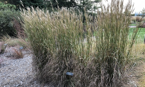 A 5-foot-tall grass growing in a line of 4 plants.