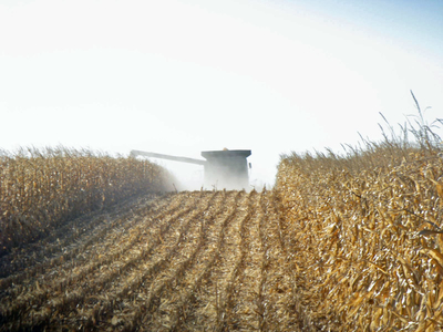 Combine harvesting corn