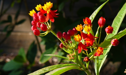 A milkweed plant is shown with striking bright orange petals with a fringe of red sepals.