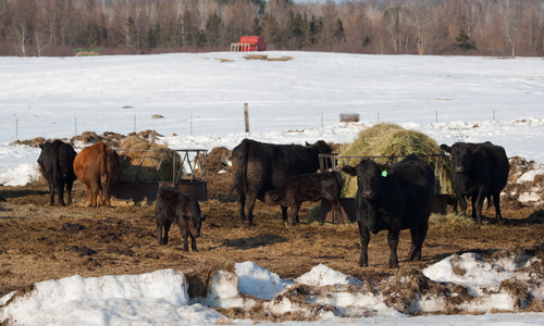 Cows and calves in winter.