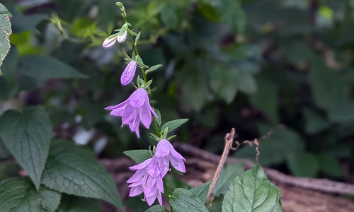 Creeping bellflower in a wooded area.
