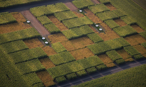 Aerial view of crop research fields.