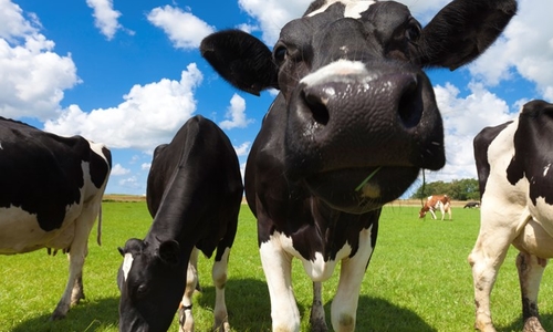 Close up of a dairy cow in a herd with blue sky.