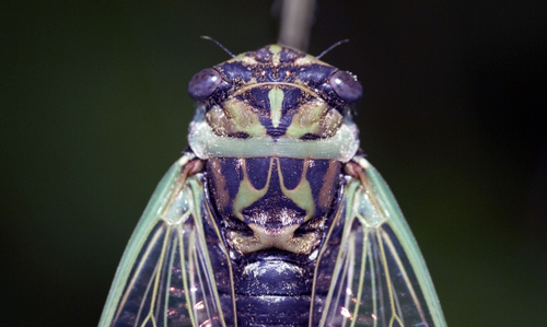 Dog-day cicada on a plant stem.