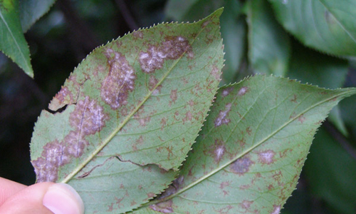 bacterial blight lilac bush diseases