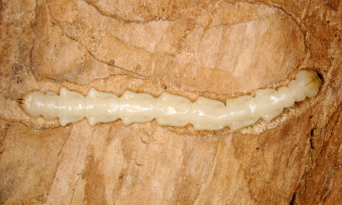 Larva del barrenador del sah, larga y blanca esmeralda, en una sección transversal de madera.