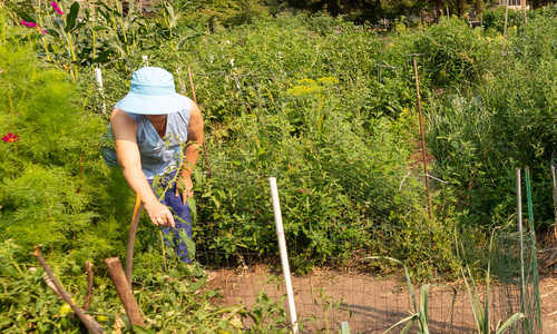 Person working in a garden in the sun.